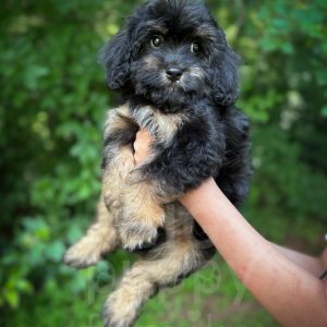 “Grove” - F1 Phantom Cavapoo Male
