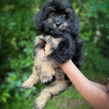 “Grove” – F1 Phantom Cavapoo Male