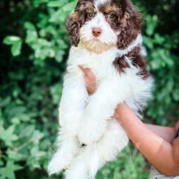 “Mudslide” – Brown Tri Cavapoo Male