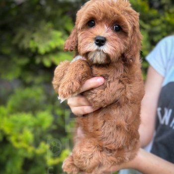 “Ginger” – F1b Large Toy/Small Mini Red Cavapoo Female