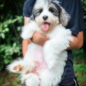 “Rubiks” - F2 Mini/Medium Tri Merle Sheepadoodle Male