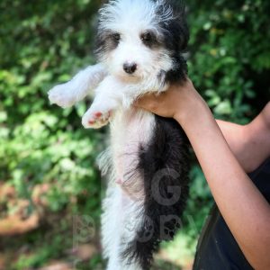 “Slinky” - F2 Mini/Medium Black Phantom Tuxedo Male