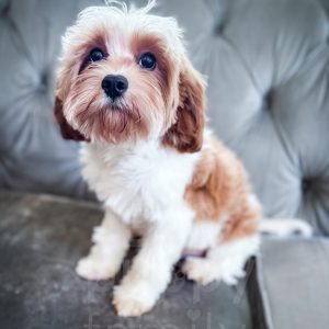 “Toasty” - F1 Red/Apricot Parti Mini Cavapoo Male