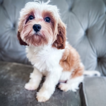 “Toasty” – F1 Red/Apricot Parti Mini Cavapoo Male