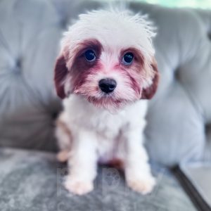 “Brie” - F1 Apricot Parti Mini Cavapoo Female