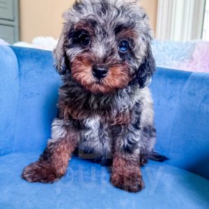 “Archie” - F1b Phantom Merle Large Toy/Small Mini Cavapoo Male