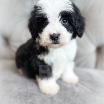 “Etch” – F2 Mini/Medium Black Tuxedo Sheepadoodle Male