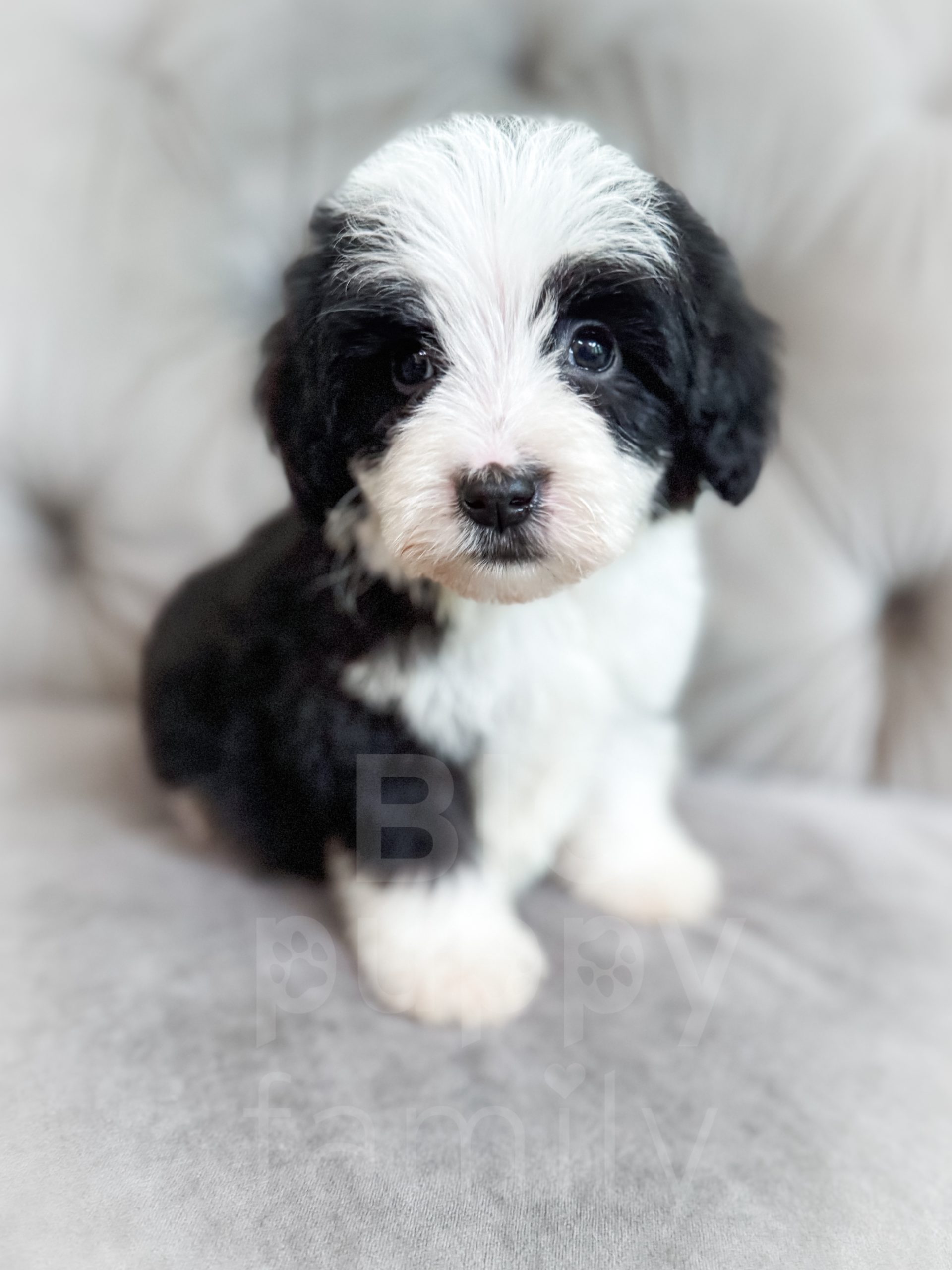 Sheepadoodles