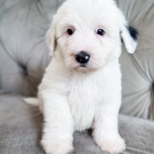 “Smurf” - F2 Medium Black and White Sheepadoodle Male