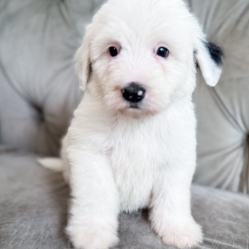 “Smurf” – F2 Medium Black and White Sheepadoodle Male