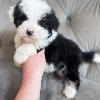 “Slinky” – F2 Mini/Medium Black Phantom Tuxedo Male