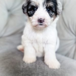 “Rubiks” - F2 Mini/Medium Tri Merle Sheepadoodle Male
