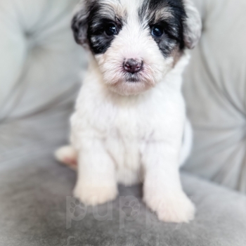 “Rubiks” – F2 Mini/Medium Tri Merle Sheepadoodle Male