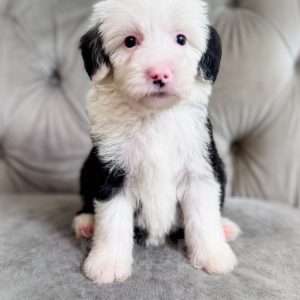 “Bubbles” - F2 Mini/Medium Black Tuxedo Sheepadoodle Female