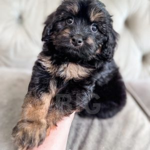 “Glen” - F1 Phantom Cavapoo Male