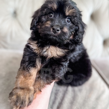 “Glen” – F1 Phantom Cavapoo Male