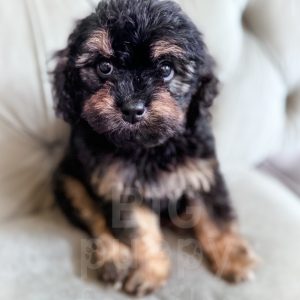 “Grove” - F1 Phantom Cavapoo Male