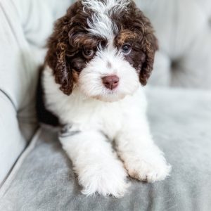 “Mudslide” - Brown Tri Cavapoo Male