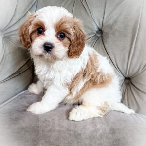 “Mayo” - F1 Red/Apricot Parti Mini Cavapoo Male