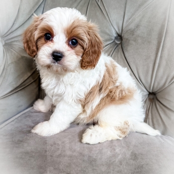 “Mayo” – F1 Red/Apricot Parti Mini Cavapoo Male