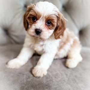 “Toasty” - F1 Red/Apricot Parti Mini Cavapoo Male