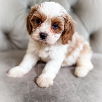 “Toasty” – F1 Red/Apricot Parti Mini Cavapoo Male
