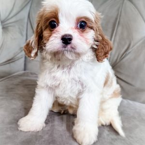 “Brie” - F1 Apricot Parti Mini Cavapoo Female