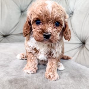“Cherry” - Multigen Large Toy/Small Mini Cavapoo Female