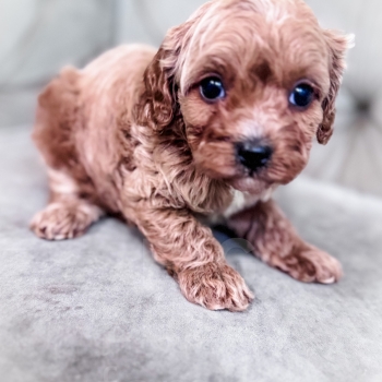 “Cleo” – Multigen Large Toy/Small Mini Cavapoo Female