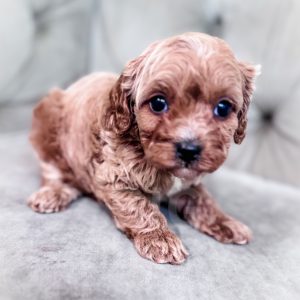 “Cleo” - Multigen Large Toy/Small Mini Cavapoo Female