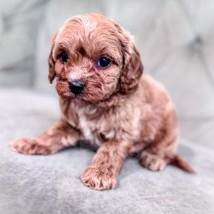 “Cleo” - Multigen Large Toy/Small Mini Cavapoo Female