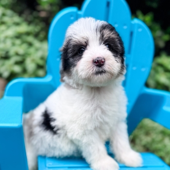 “Rubiks” – F2 Mini/Medium Tri Merle Sheepadoodle Male