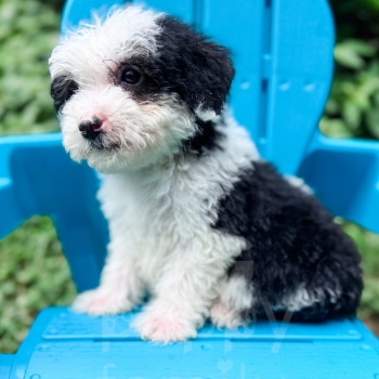 “Slinky” – F2 Mini/Medium Black Phantom Tuxedo Male