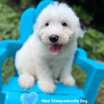 “Smurf” – F2 Medium Black and White Sheepadoodle Male