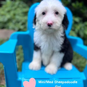 “Bubbles” - F2 Mini/Medium Black Tuxedo Sheepadoodle Female