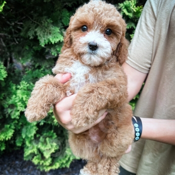 “Cardinal” – F1bb Small Mini Apricot Cavapoo Male