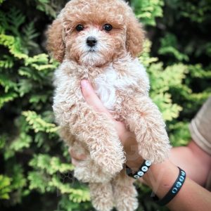 “Merlin” - F1bb Toy Apricot Cavapoo Male