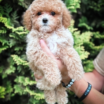 “Merlin” – F1bb Toy Apricot Cavapoo Male