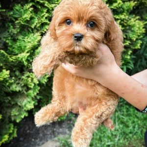 “Venture” - F1 Mini Apricot Cavapoo Male