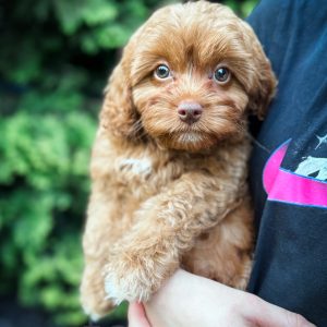 “Chance” - F1 Mini Brown-Based Apricot Male