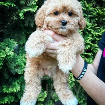 “Wager” – F1 Apricot Cavapoo Male