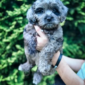 “Gamble” - F1 Mini Merle Cavapoo Male