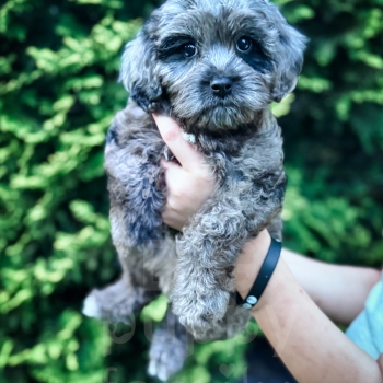 “Gamble” – F1 Mini Merle Cavapoo Male