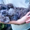 F1 Blue Merle Cavapoo Male