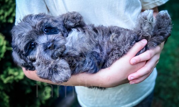 F1 Blue Merle Cavapoo Male
