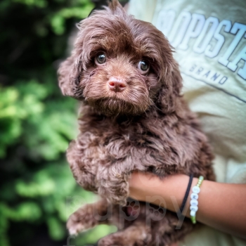 “Fudge” – Multigen Mini Brown Cavapoo Male