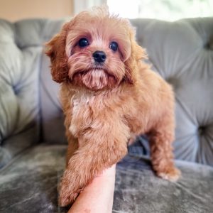 “Pez” - F1 Reverse Apricot Cavapoo Male