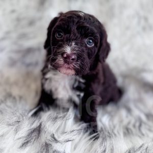 “Dusty” - F1b Brown Abstract Cockapoo Male