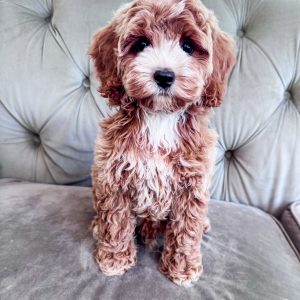 “Slice” - F1 Red Abstract Mini Cockapoo Male