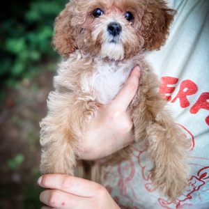 “Merlin” - F1bb Toy Apricot Cavapoo Male